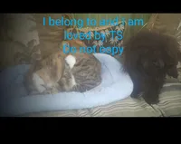 Tiny ink black thick coat, a female Peekapoo and Poodle - Toy  for sale in Five Forks, SC – Photo 5 of 6