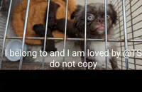 Tiny ink black thick coat, a female Peekapoo and Poodle - Toy  for sale in Five Forks, SC – Photo 6 of 6