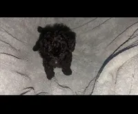 Tiny ink black thick coat, a female Peekapoo and Poodle - Toy  for sale in Five Forks, SC – Photo 3 of 6