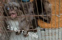 Pekapoo blk m3, a male Pekingese and Poodle - Toy  for sale in Five Forks, SC – Photo 8 of 10