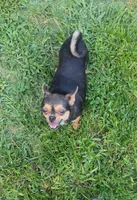 Female 2, a female Chihuahua for sale in Five Forks, SC – Photo 2 of 5