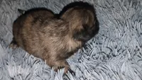 Brindle  male , a female Shih Tzu for sale in Five Forks, SC – 3 of 3