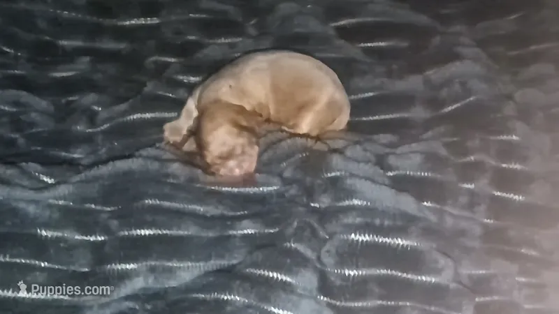 Tan male 3 – Shih Tzu, Poodle - Toy  puppy for sale in Five Forks, SC