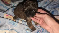 Male 1, a male Poodle - Toy  and Brussels Griffon for sale in Five Forks, SC – Photo 9 of 9