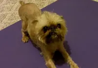 Male 1, a male Poodle - Toy  and Brussels Griffon for sale in Five Forks, SC – Photo 6 of 9