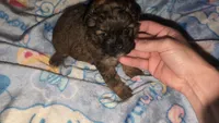 Male 1, a male Poodle - Toy  and Brussels Griffon for sale in Five Forks, SC – Photo 1 of 9