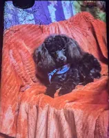 Male 1, a male Poodle - Toy  and Brussels Griffon for sale in Five Forks, SC – Photo 7 of 9