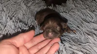 Choco imperial fem, a female Shih Tzu for sale in Five Forks, SC – 3 of 4