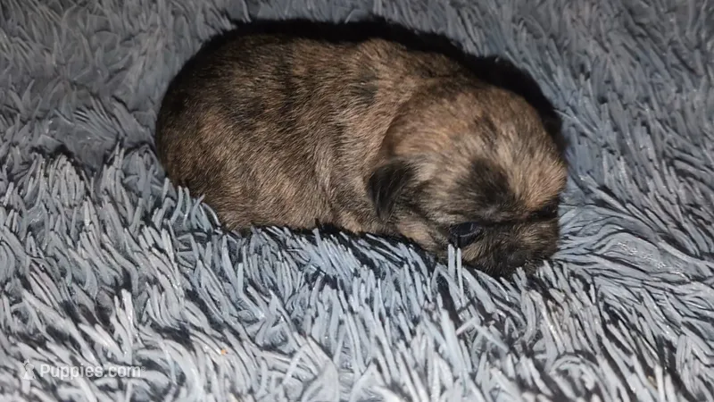 Brindle female – Shih Tzu puppy for sale in Five Forks, SC