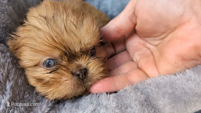 Blue eye  – Shih Tzu, Poodle - Toy  puppy for sale in Five Forks, SC