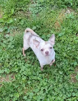 Male 2, a male Chihuahua for sale in Five Forks, SC – Photo 5 of 5
