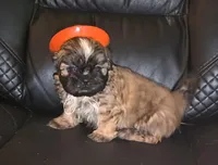 Imperial male, a male Shih Tzu for sale in Five Forks, SC – 2 of 2