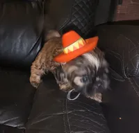 Imperial male, a male Shih Tzu for sale in Five Forks, SC – 1 of 2