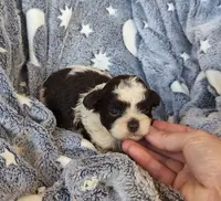 Tricolor, a male Shih Tzu and Poodle - Toy  for sale in Five Forks, SC – Photo 2 of 3