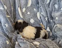 Tricolor, a male Shih Tzu and Poodle - Toy  for sale in Five Forks, SC – Photo 3 of 3