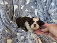 Tricolor, a male Shih Tzu and Poodle - Toy  for sale in Five Forks, SC – Photo 1 of 3