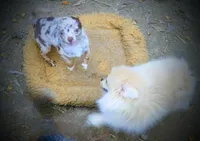 2lb geown tcup, a female Chihuahua for sale in Five Forks, SC – Photo 4 of 8