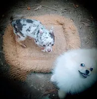 2lb geown tcup, a female Chihuahua for sale in Five Forks, SC – Photo 7 of 8