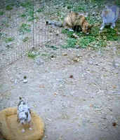 2lb geown tcup, a female Chihuahua for sale in Five Forks, SC – Photo 2 of 8