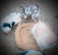 2lb geown tcup, a female Chihuahua for sale in Five Forks, SC – Photo 3 of 8