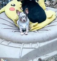 2lb geown tcup, a female Chihuahua for sale in Five Forks, SC – Photo 1 of 8