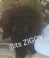 Pekapoo ch tri m4, a male Pekingese and Poodle - Toy  for sale in Five Forks, SC – Photo 8 of 10