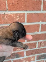 Sable male, a male Shih Tzu for sale in Five Forks, SC – 3 of 6