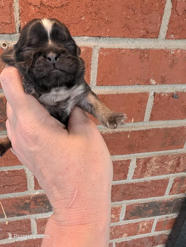 Sable male – Shih Tzu puppy for sale in Five Forks, SC