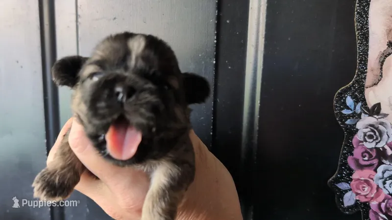 Sable male – Shih Tzu puppy for sale in Five Forks, SC