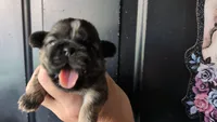 Sable male, a male Shih Tzu for sale in Five Forks, SC – 1 of 6