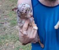 Tcup hand size 2.5 lbs adult, a female Chihuahua for sale in Five Forks, SC – Photo 1 of 3