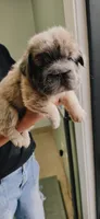 Maple, a female French Bulldog for sale in Albuquerque, NM – 2 of 4