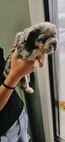 Oreo, a female French Bulldog for sale in Albuquerque, NM – 4 of 7