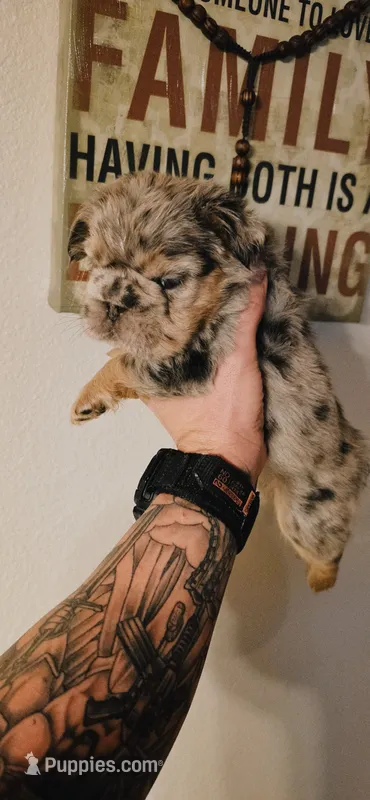 Oreo – French Bulldog puppy for sale in Albuquerque, NM