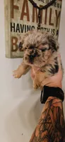 Oreo, a female French Bulldog for sale in Albuquerque, NM – 6 of 7