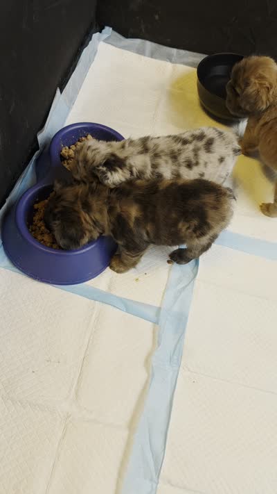 Maple, a female French Bulldog for sale in Albuquerque, NM – 4 of 4