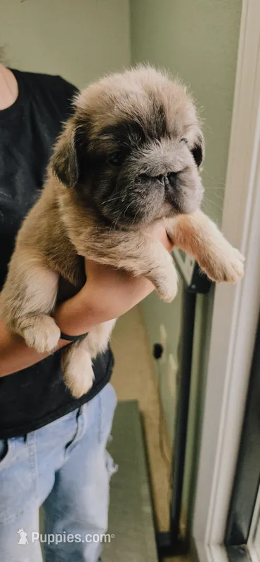 Maple – French Bulldog puppy for sale in Albuquerque, NM