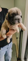 Maple, a female French Bulldog for sale in Albuquerque, NM – 1 of 4