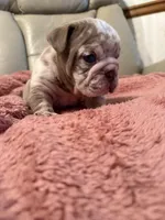 Vinny, a male English Bulldog for sale in Topeka, KS – Photo 9 of 10