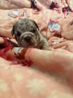 Vinny, a male English Bulldog for sale in Topeka, KS – Photo 7 of 10