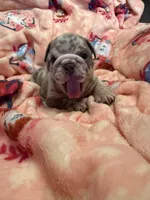 Vinny, a male English Bulldog for sale in Topeka, KS – Photo 4 of 10