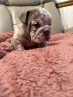 Vinny, a male English Bulldog for sale in Topeka, KS – Photo 10 of 10