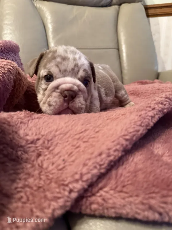 Vinny – English Bulldog puppy for sale in Topeka, KS