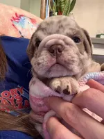 Vinny, a male English Bulldog for sale in Topeka, KS – Photo 3 of 10