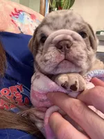 Vinny, a male English Bulldog for sale in Topeka, KS – Photo 2 of 10