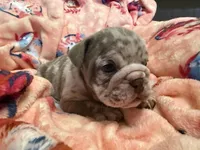 Vinny, a male English Bulldog for sale in Topeka, KS – Photo 5 of 10