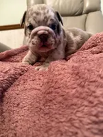 Vinny, a male English Bulldog for sale in Topeka, KS – Photo 8 of 10