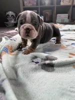 Victor, a male English Bulldog for sale in Topeka, KS – Photo 4 of 10