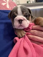 Victor, a male English Bulldog for sale in Topeka, KS – Photo 2 of 10