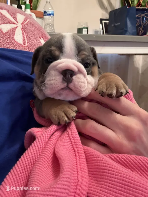 Victor – English Bulldog puppy for sale in Topeka, KS